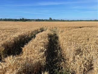 Farm Land Photo 2